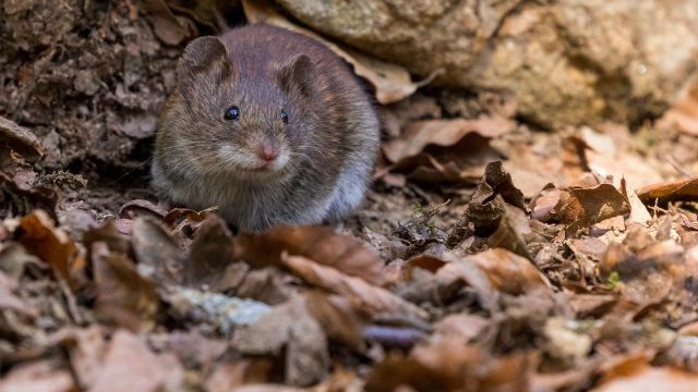 ネズミは自然にいなくなる？家の中のネズミは自然に出ていくのかどうか解説