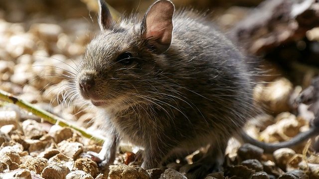 ネズミに「殺虫剤」は効果あるの？ネズミ対策における殺虫剤の有効性